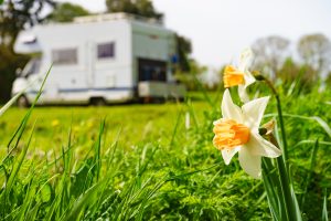 Yellow Spring Daffodil Flower And Camper Vehicle Camping On Natu